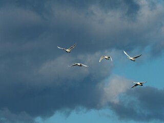 空を飛ぶ白鳥
