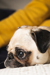 Portrait of pug breed dog with adorable face. Home dog lying on the sofa