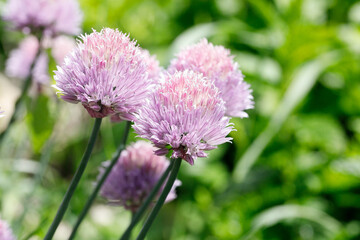 spices in the garden in detail blossom of chives
