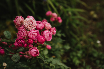 small pink roses in raindrops on a green natural background