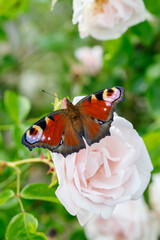 Fototapeta na wymiar peacock butterfly on a rose blossom