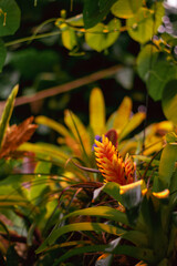 orange exotic tropical plant 