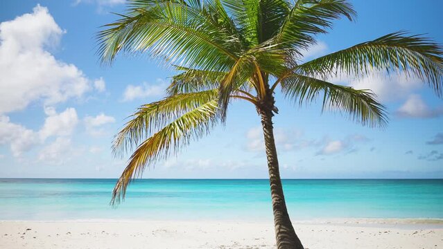 Palm trees on a Caribbean Dominican beach. Summer vacation background - sunny exotic paradise beach with white sand, sea waves and palm trees. Vacation travel. Perfect tropical landscape.