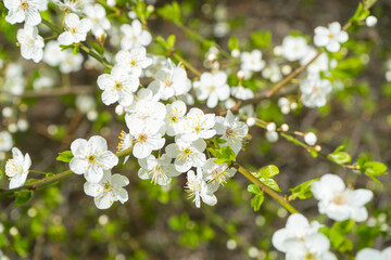 Obraz premium Cherry branch. Cherry blossoms in spring. Springtime