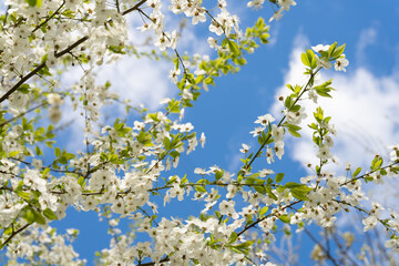Cherry branch. Cherry blossoms in spring. Springtime
