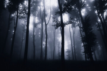 dark scary forest at night, fantasy landscape