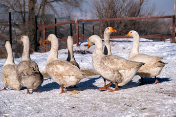 family of geese