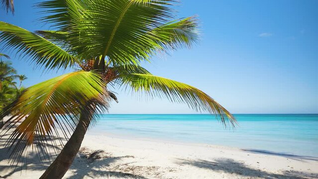 Tropical beach with palm tree of Similan Koh Miang island in national park, Thailand. Green tree on the seashore with white sand. Palm tree in the sea with blue sky.