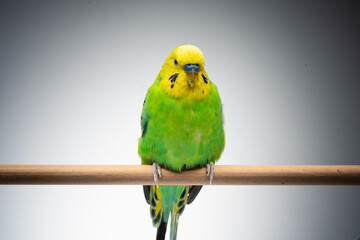 Cute green yellow budgie on grey background