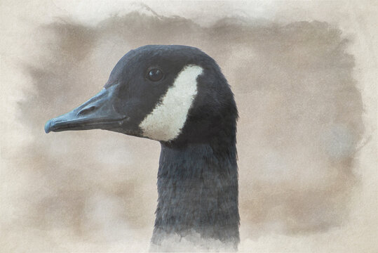 Digital watercolor painting of a Canada Goose.