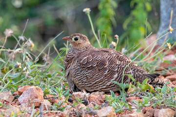 Painted sandgrouse or Pterocles indicus observed in Hampi, India