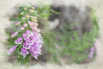 Purple and white foxglove digital watercolor painting. © Rob Thorley