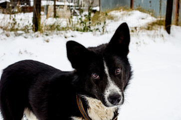 Portrait of a dog in the snow, a black and white dog with a collar is lost and looks with sad eyes.