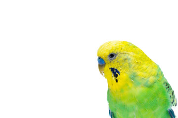 Cute green yellow budgie on white background