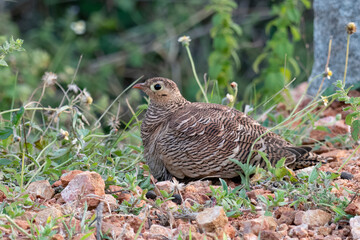 Painted sandgrouse or Pterocles indicus observed in Hampi, India