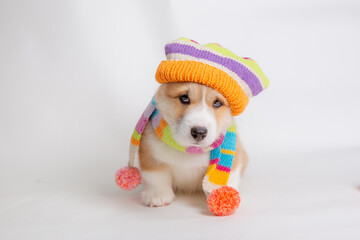 a Welsh corgi puppy in a knitted hat sits on a white background