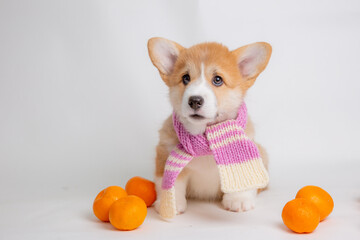 a Welsh corgi puppy in a scarf sits on a white background