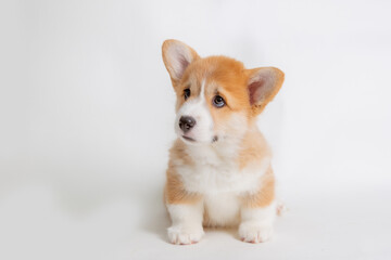 welsh corgi puppy is isolated on a white background