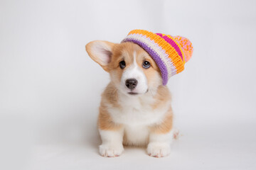 a Welsh corgi puppy in a knitted hat sits on a white background