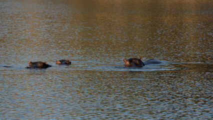 The common hippopotamus (Hippopotamus amphibius), or hippo, is a large, mostly herbivorous mammal...