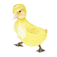 duckling watercolor png