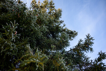 Fir branch in the snow against the blue sky. Winter forest covered with frost in the morning.