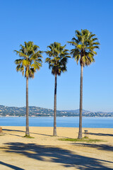 Beach Cogolin France with palm trees eater shore and sand