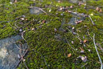Green mossy ground on abandoned place