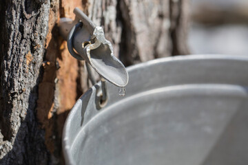 Maple sap dripping into sap bucket attached to a maple tree during maple sugaring season. Maple tapping. 