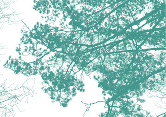 Pine tree and branches silhouette, png