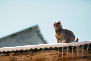 A domestic cat of a British shorthair breed with yellow eyes in the snow, A gray British cat  on the roof of a house