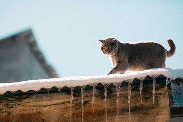 A domestic cat of a British shorthair breed with yellow eyes in the snow, A gray British cat  on the roof of a house