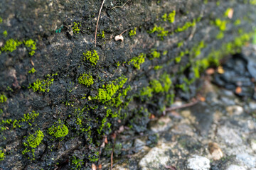 Green mossy ground on abandoned place