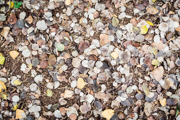 background of autumn leaves scattered on the ground