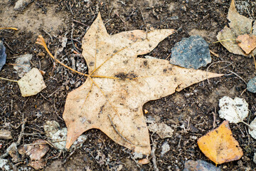 Leaf fallen on the ground along with other leaves. Background