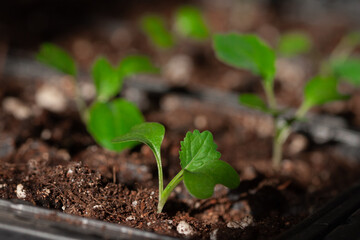 Seedlings of Savoy cabbage, planted in separate containers