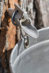 Maple sap dripping into an aluminium sap bucket attached to a maple tree. Maple tree tapping....