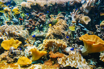 Underwater bright world with corals and fishes.