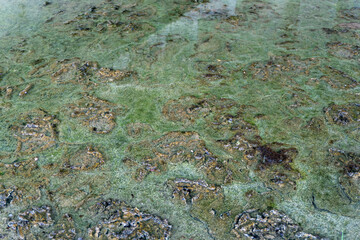 Green mossy ground on abandoned place