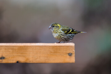 Femal siskin at a bird feeder