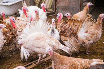 A few turkeys are walking around the yard. Rural area. Variegated, multicolored feathers.Turkeys in the barn go and eat.