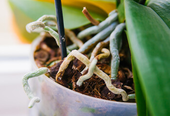 Close-up of the roots and leaves of the phalaenopsis orchid in a flower pot on the windowsill in the house.