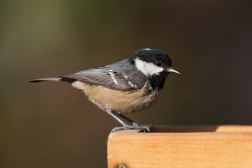 Coal tit at a bird feeder