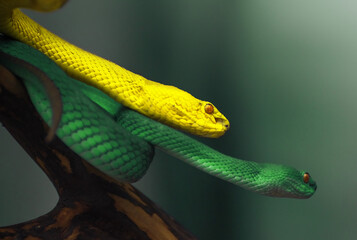 Yellow and Green viper snakes