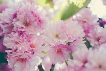 Selective focus of beautiful branches of pink Sakura flowers during spring season