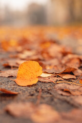 Pomarańczowy jesienny liść leży na chodniku