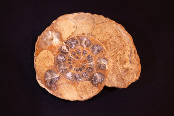 Laboratory specimen of rocks and fossils, Fossil ammonite