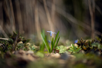 kwitnący niebieski kwiat w lesie