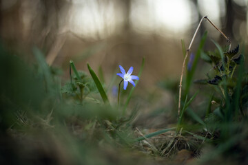 kwitnący niebieski kwiat w lesie