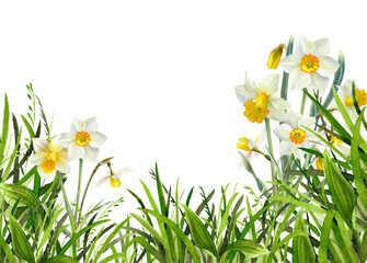 Narcissus flowers watercolor illustration. Spring Daffodils with green grass floral frame, background